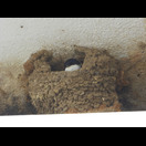 Schwalbennest mit Bewohner